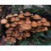 Мицелий Опенка летнего / Опенок липовый (Kuehneromyces mutabilis) Мицелий Опенка летнего / Опенок липовый (Kuehneromyces mutabilis)